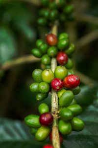 Fresh coffee beans growing.